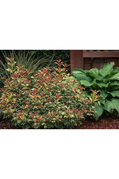 Osmanthus heterophyllus Гошікі фото